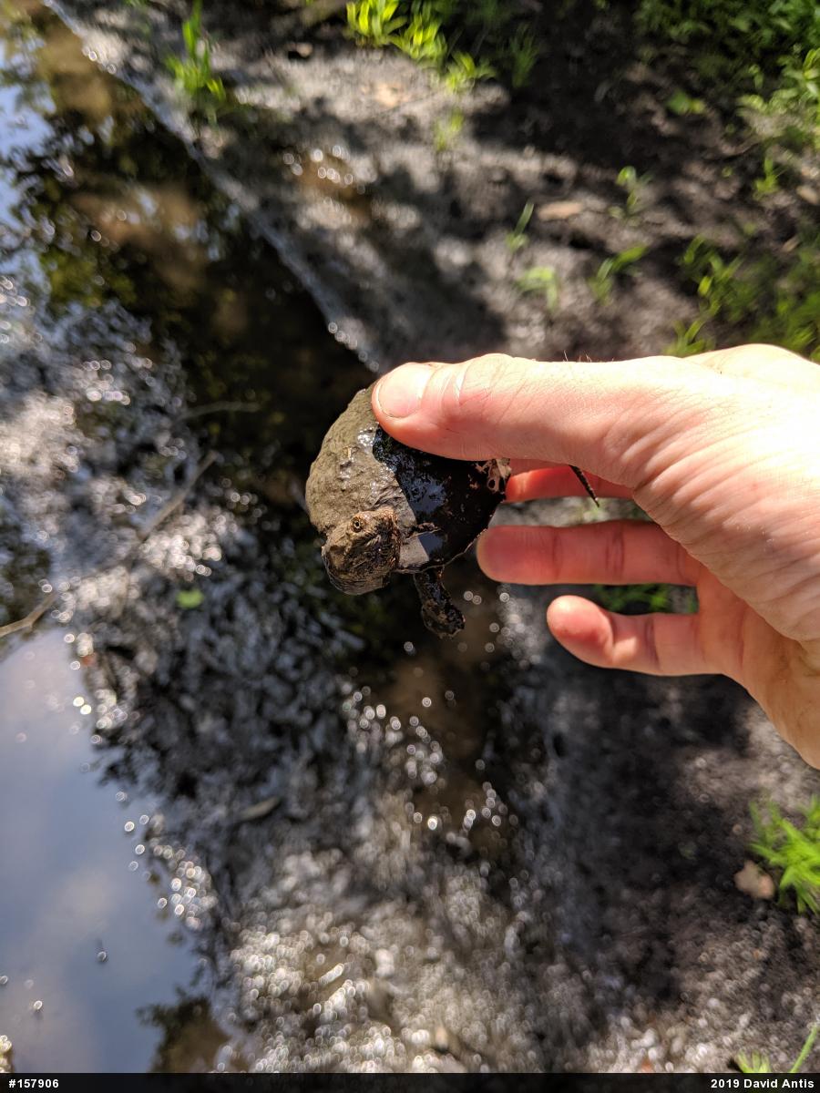 Snapping Turtle