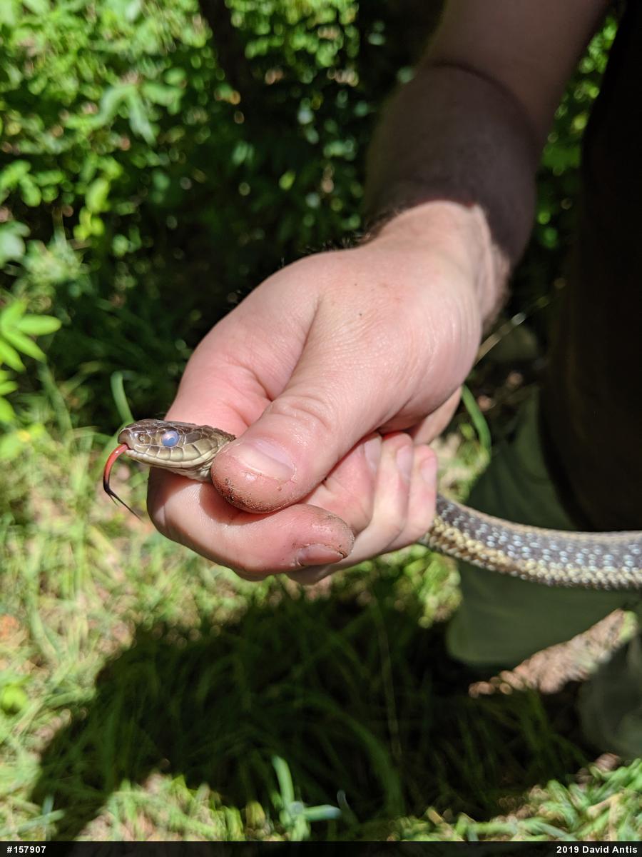 Eastern Gartersnake