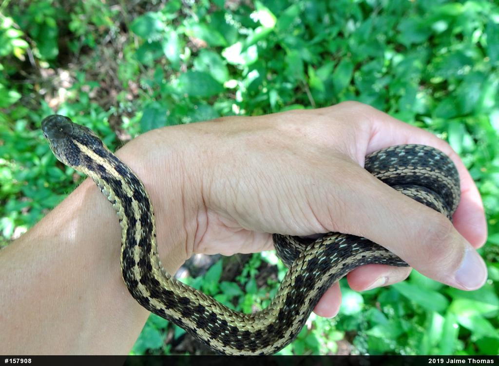 Eastern Gartersnake