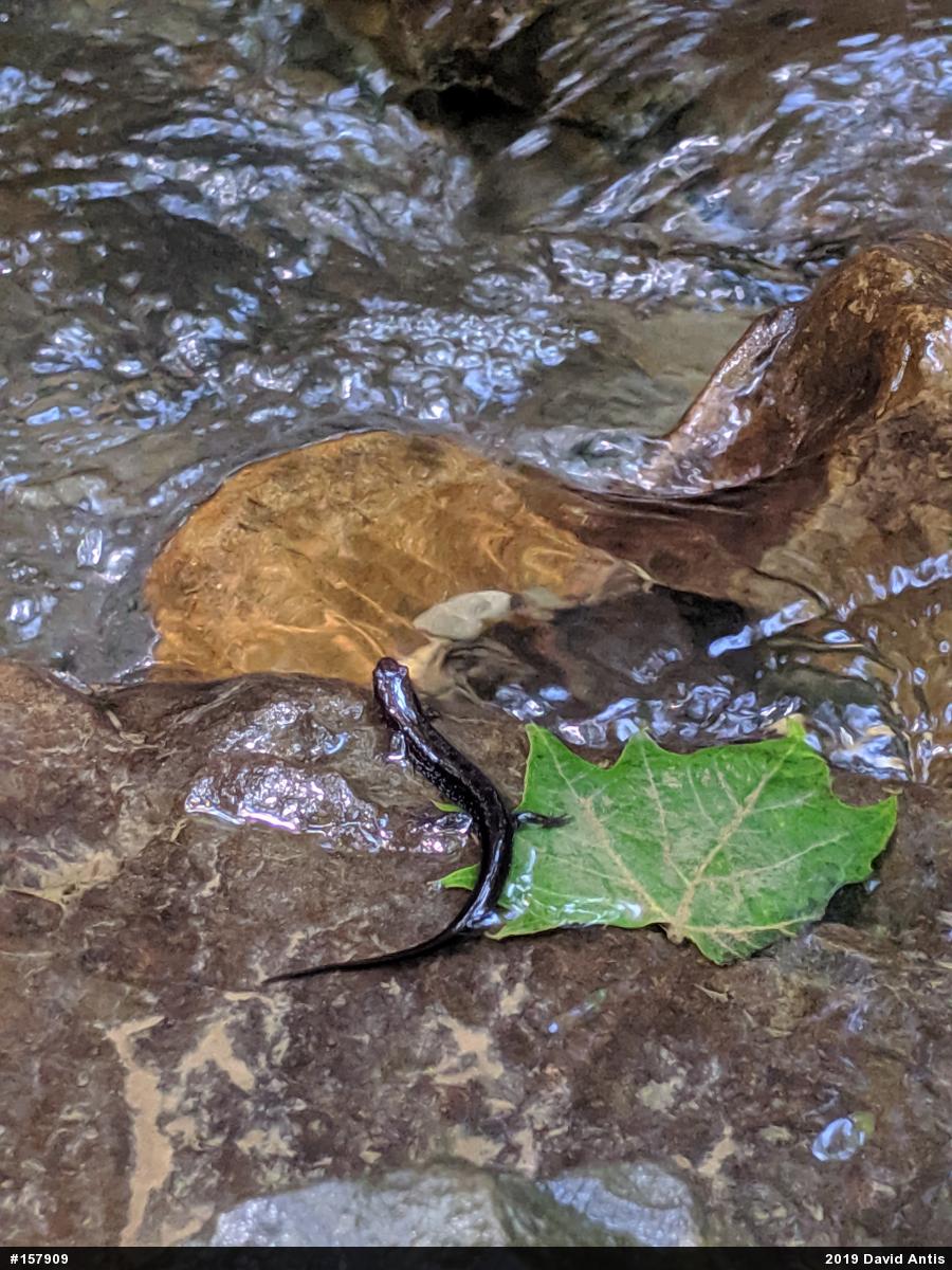 Allegheny Mountain Dusky Salamander