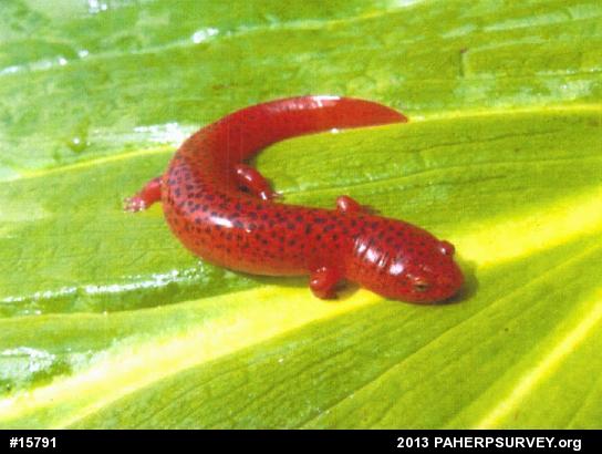 Northern Red Salamander