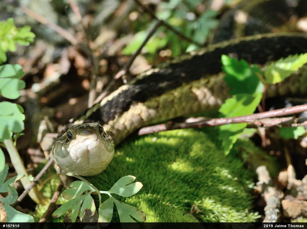 Eastern Gartersnake