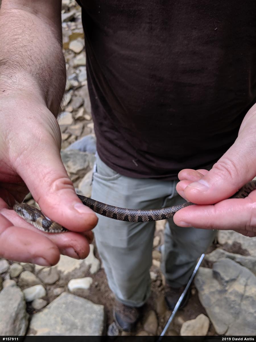Northern Watersnake
