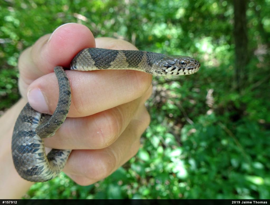 Northern Watersnake