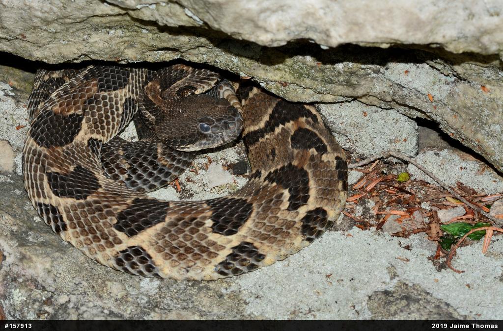 Timber Rattlesnake