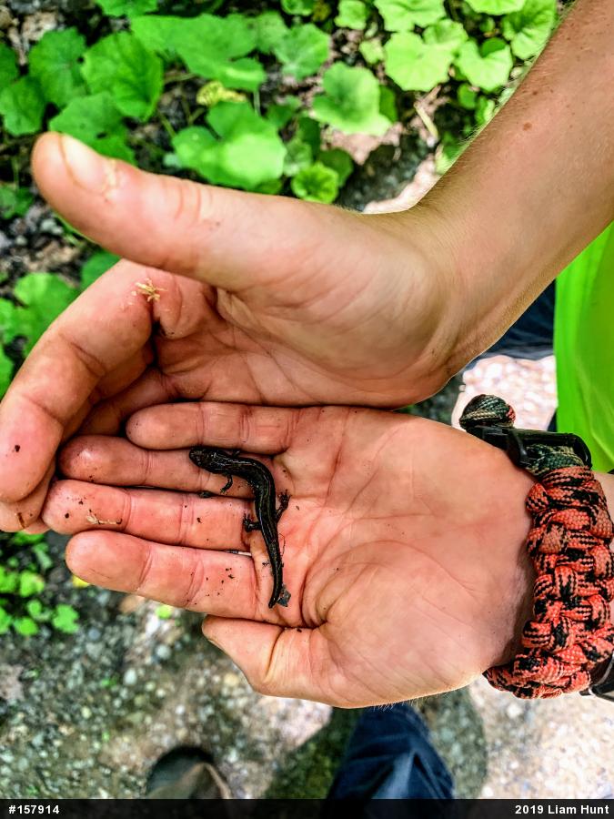 Allegheny Mountain Dusky Salamander