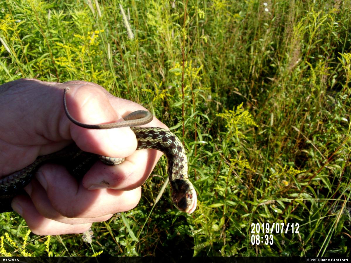 Eastern Gartersnake