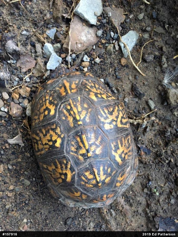Eastern Box Turtle