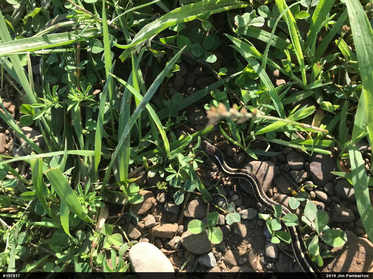 Northern Ribbonsnake