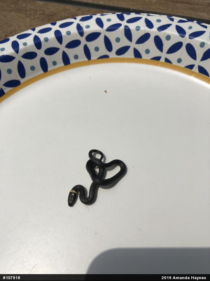 Northern Ring-necked Snake