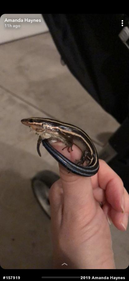 Common Five-lined Skink