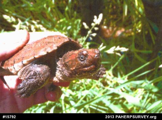 Snapping Turtle