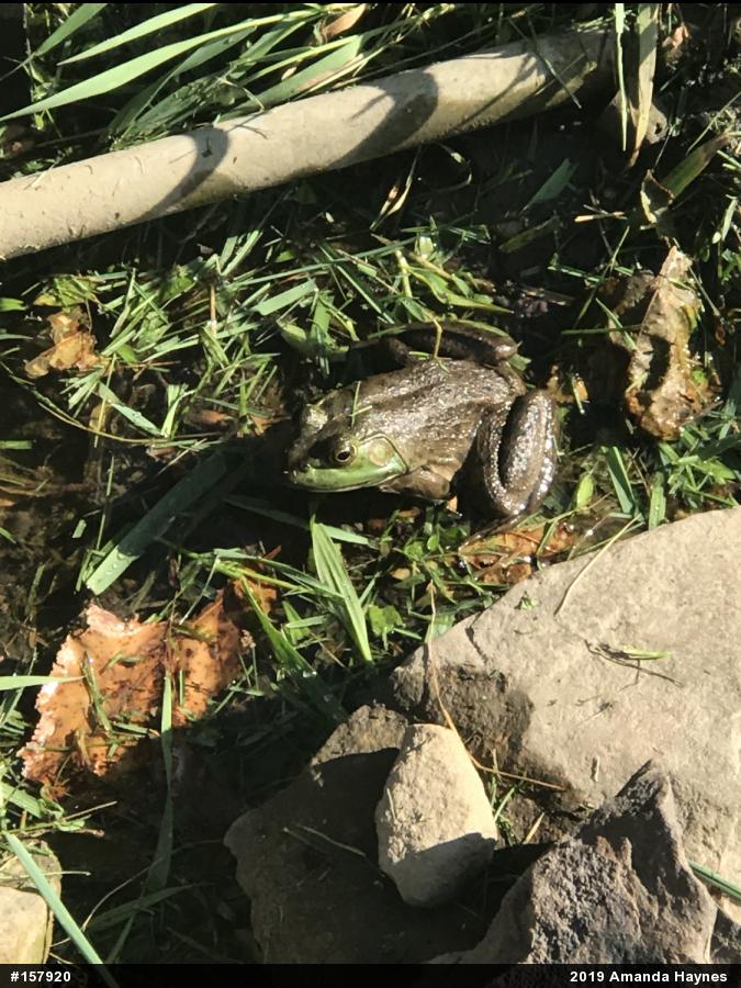American Bullfrog