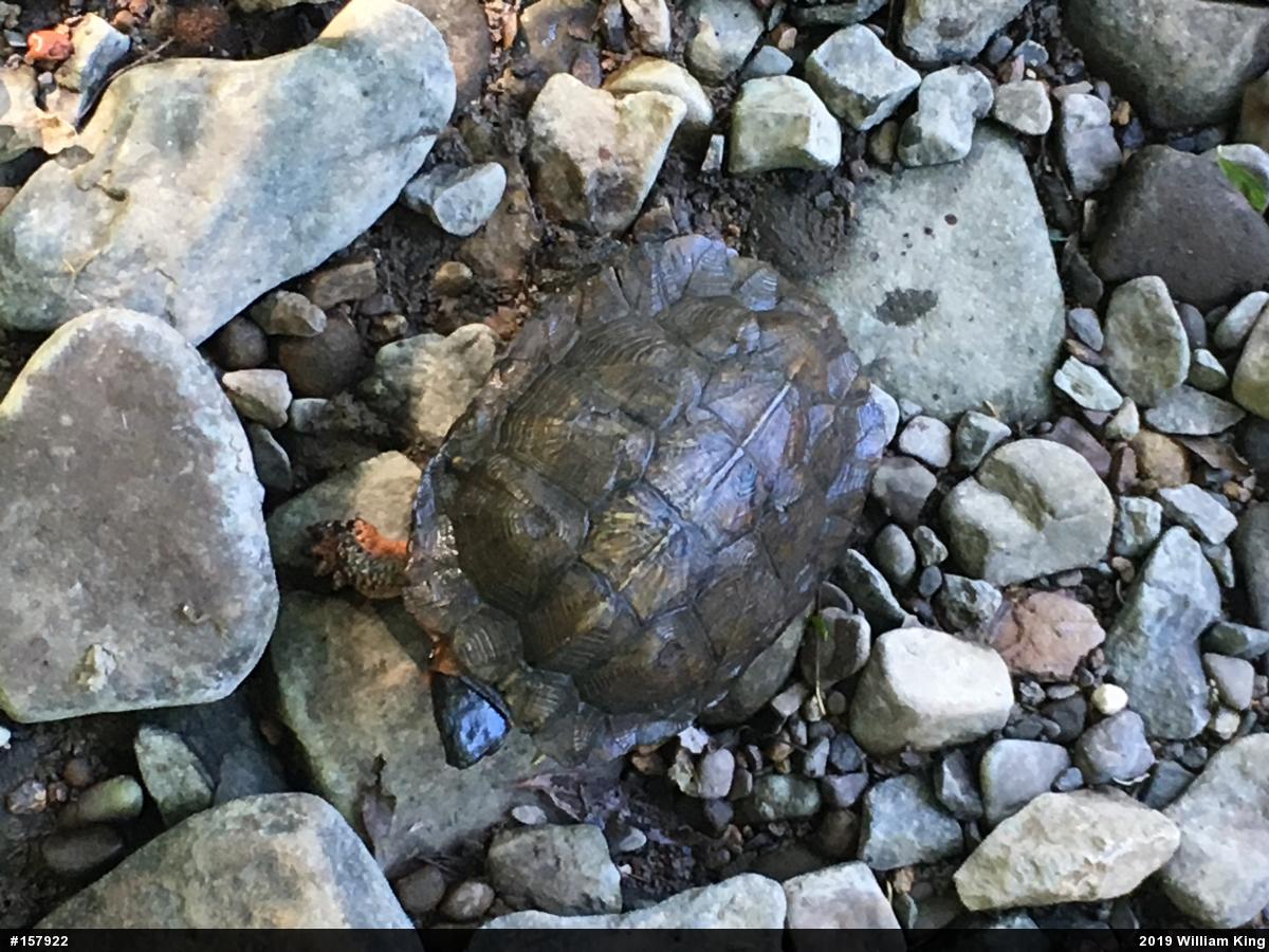 Wood Turtle