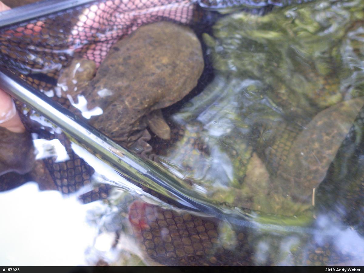 Eastern Hellbender