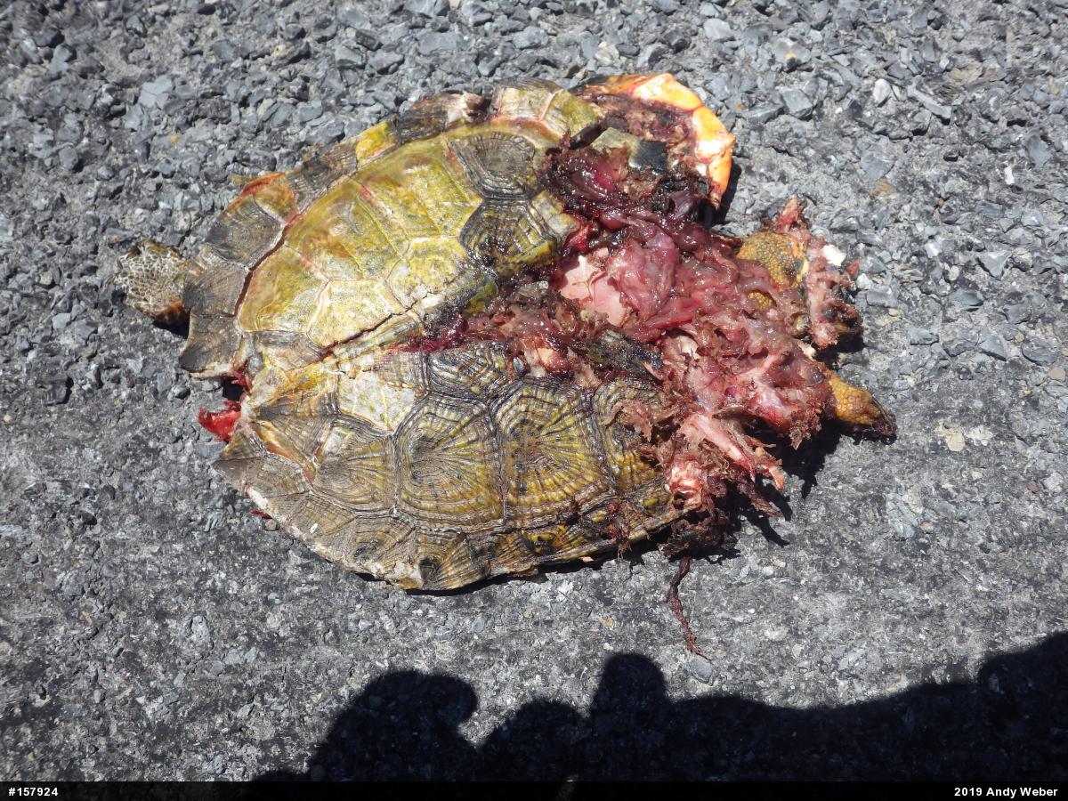 Wood Turtle