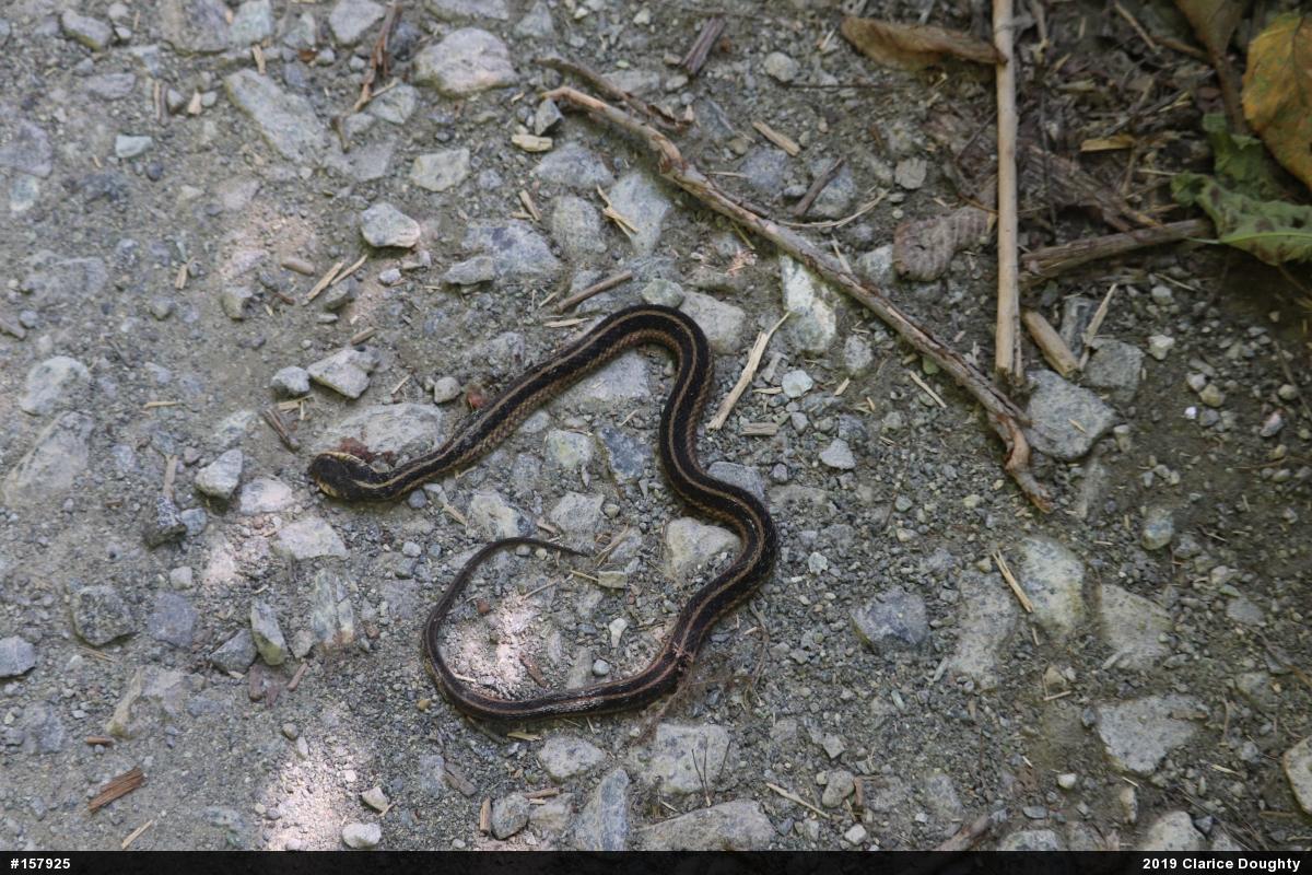 Eastern Gartersnake