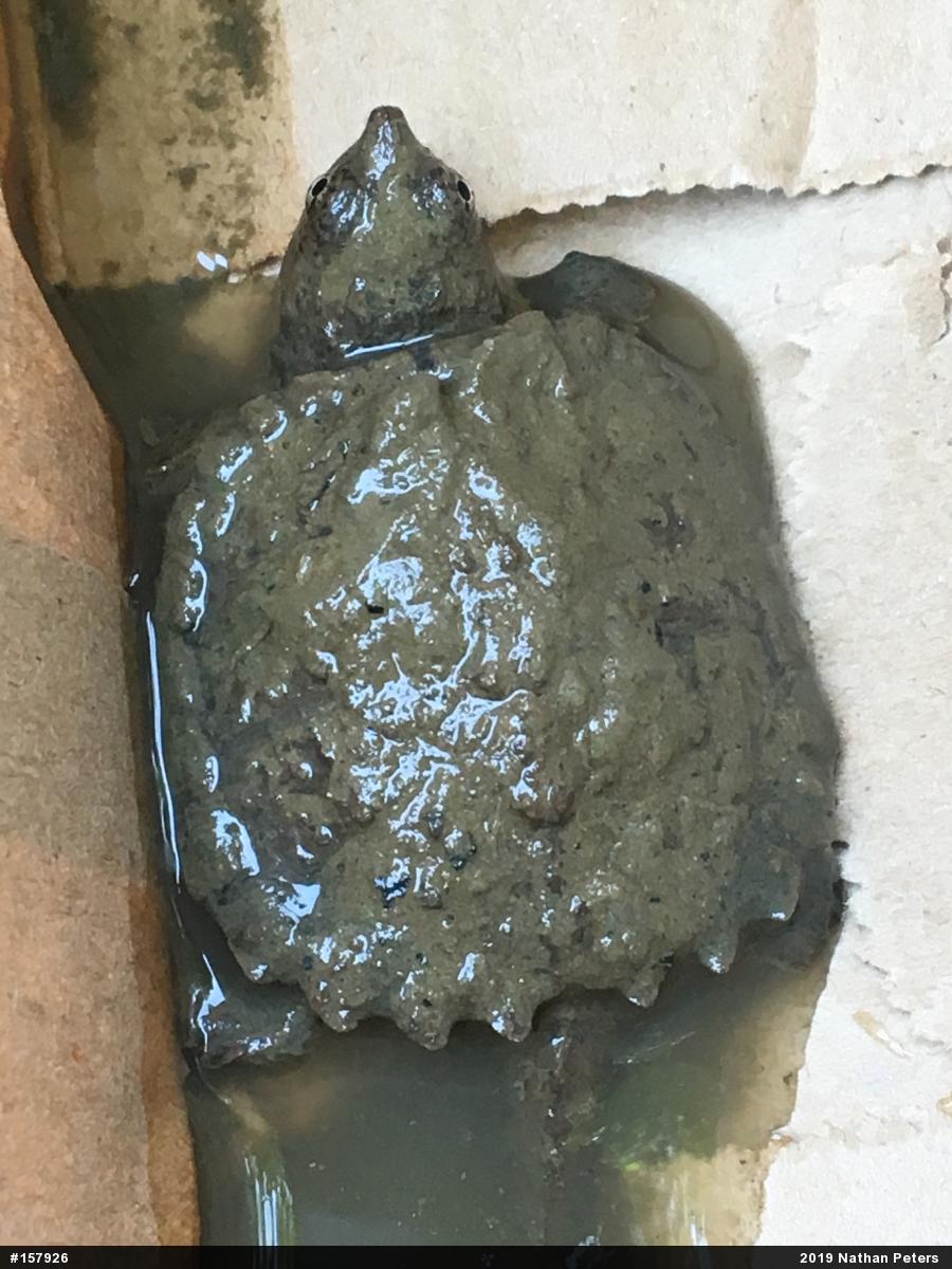 Snapping Turtle