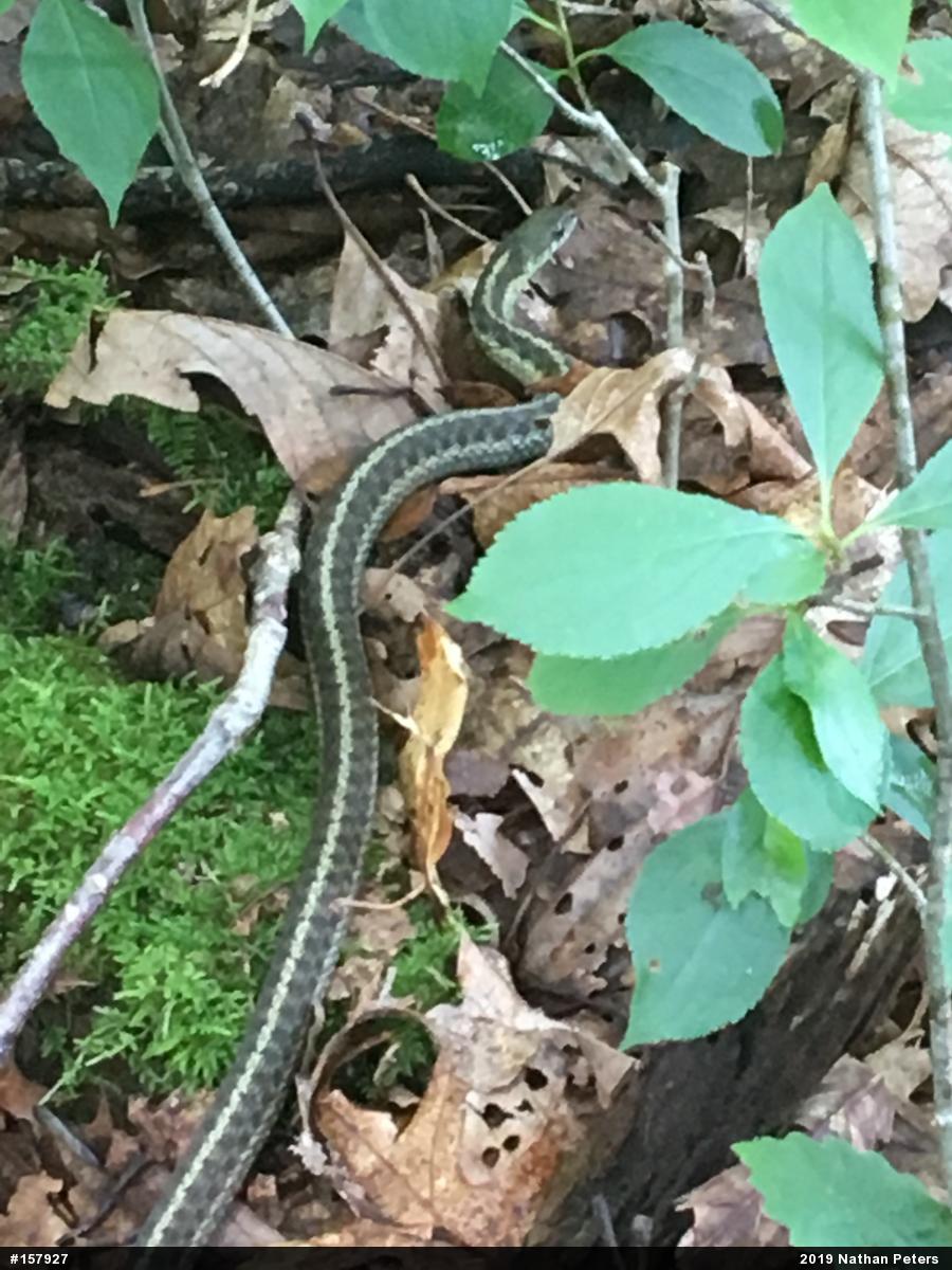 Eastern Gartersnake