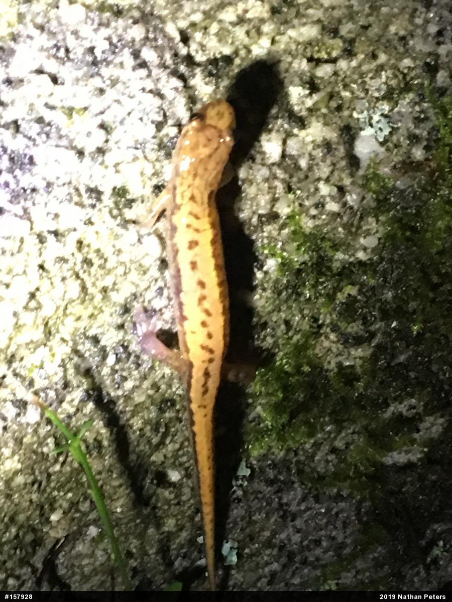 Allegheny Mountain Dusky Salamander