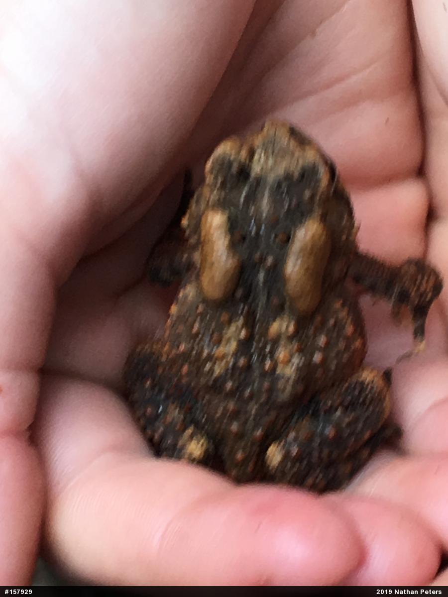 Eastern American Toad