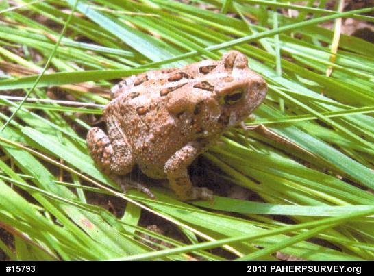 Eastern American Toad