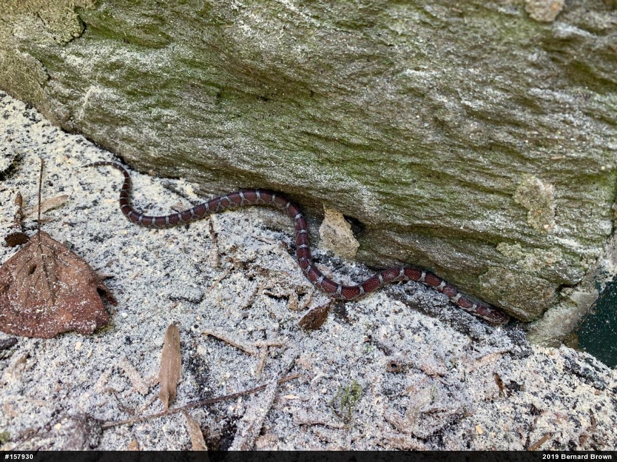 Eastern Milksnake