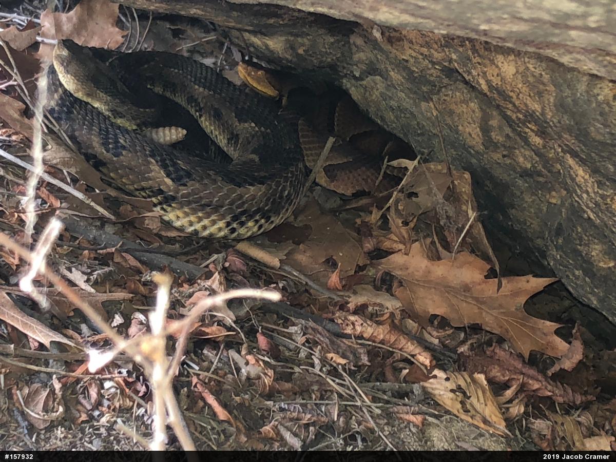 Northern Copperhead