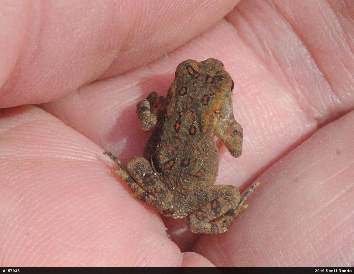 Eastern American Toad