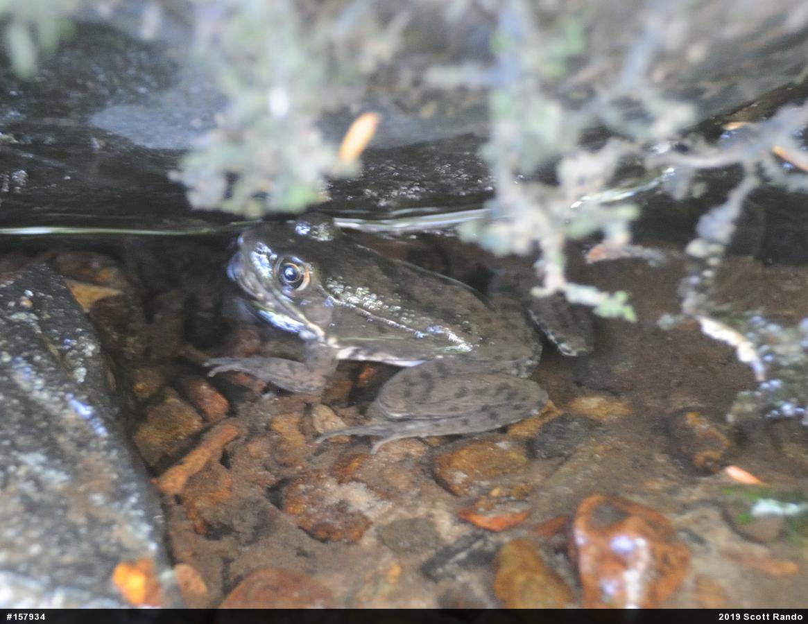 Green Frog