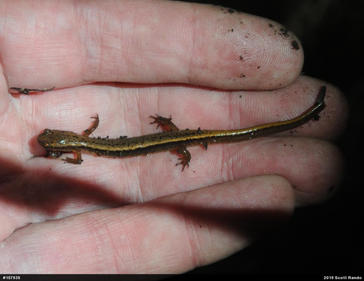 Northern Two-lined Salamander