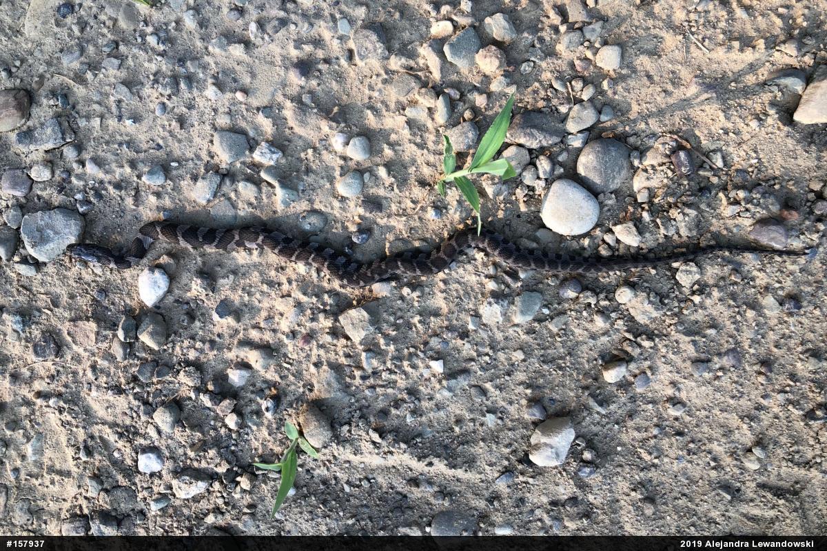 Northern Watersnake