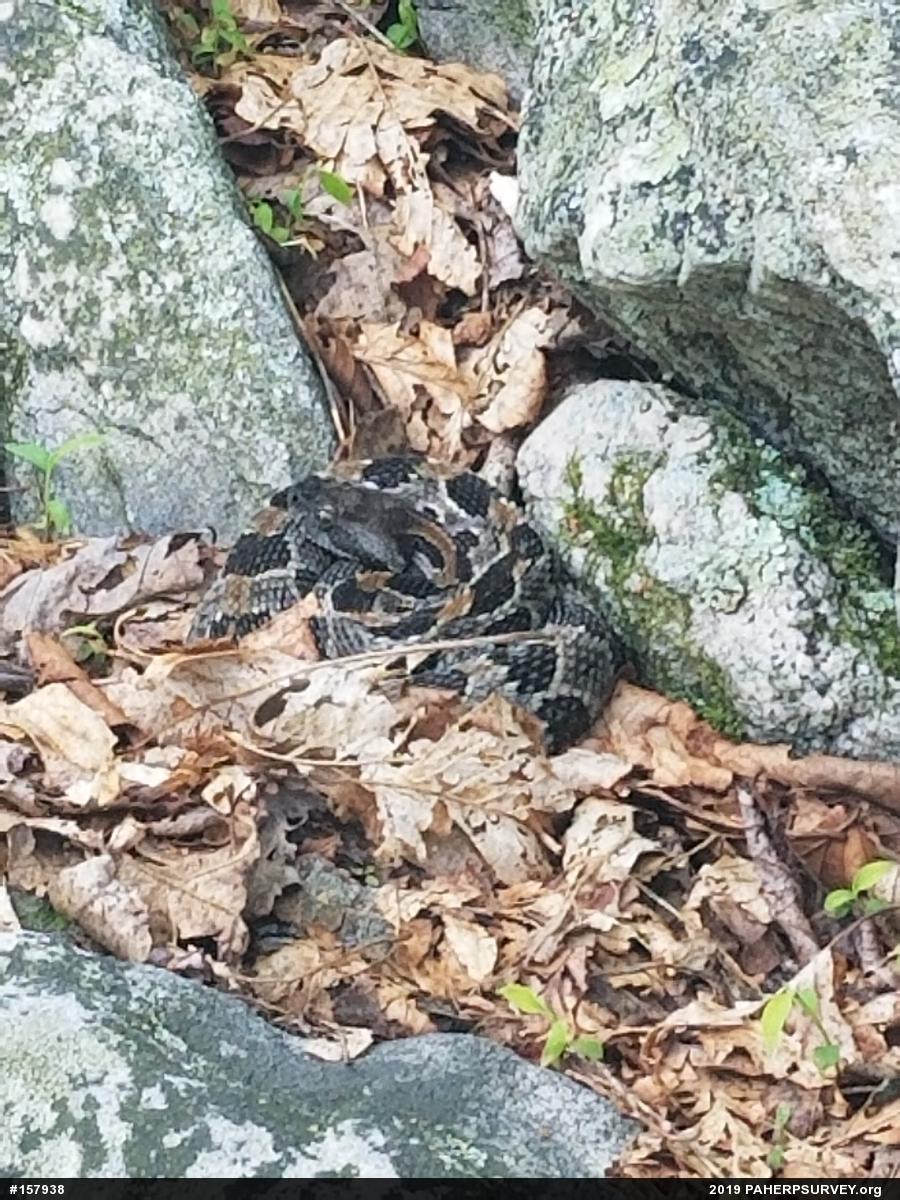 Timber Rattlesnake