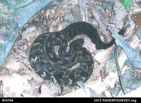 Timber Rattlesnake