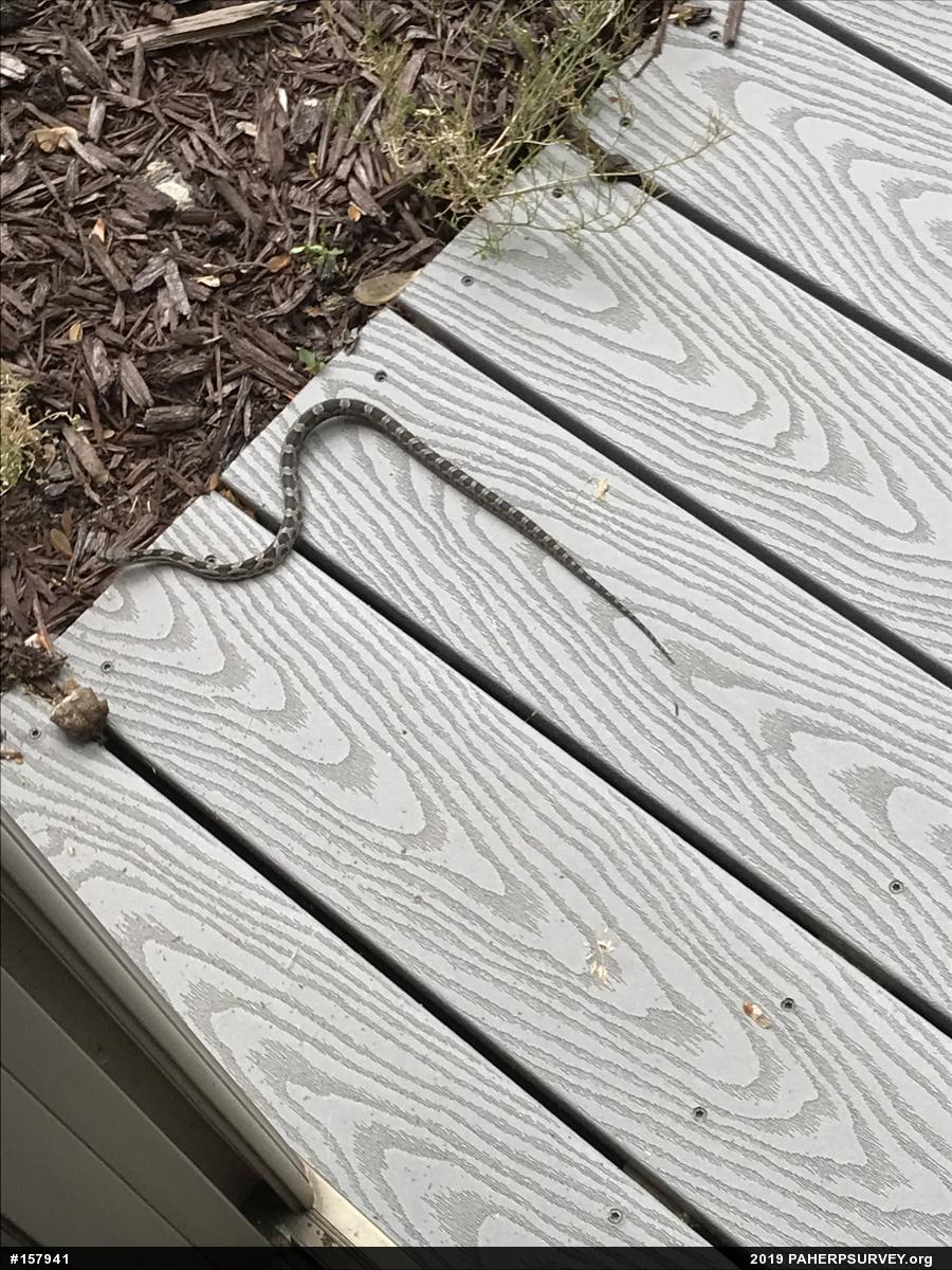 Eastern Ratsnake