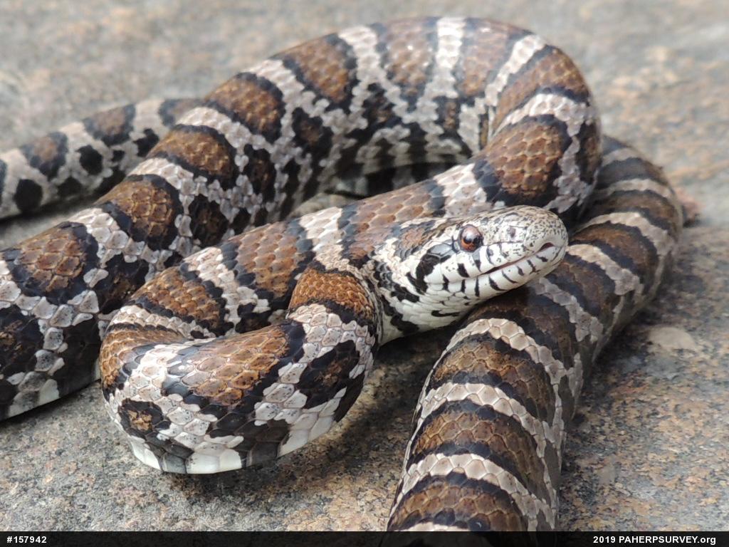 Eastern Milksnake