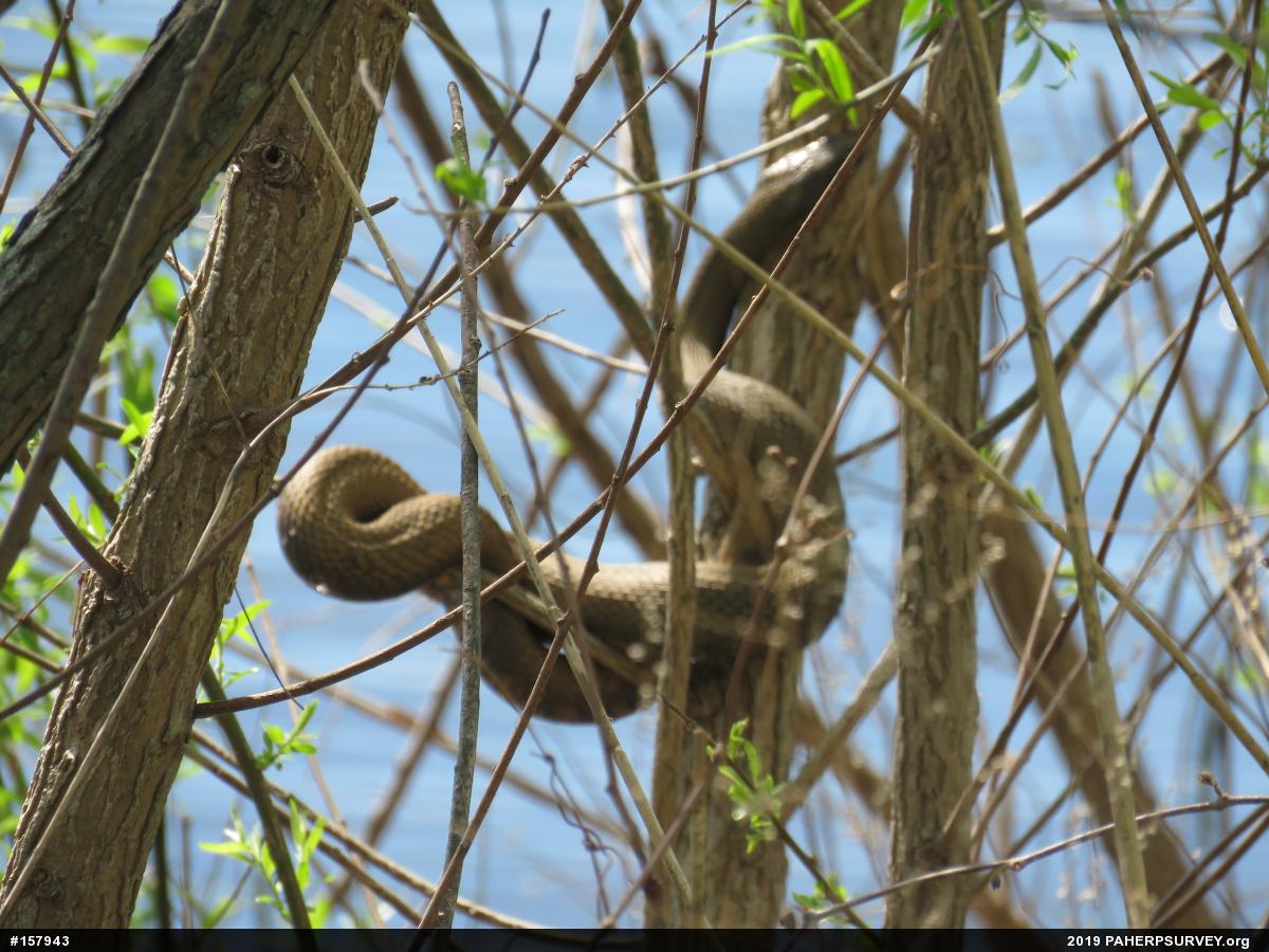 Northern Watersnake