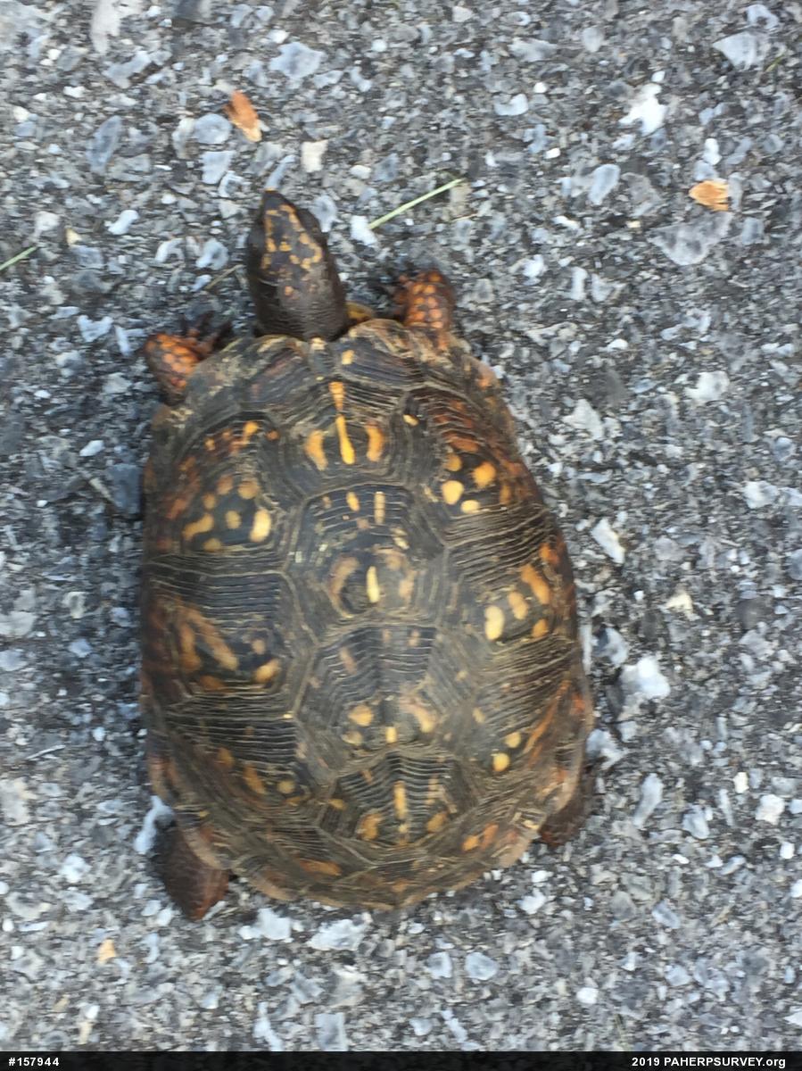 Eastern Box Turtle