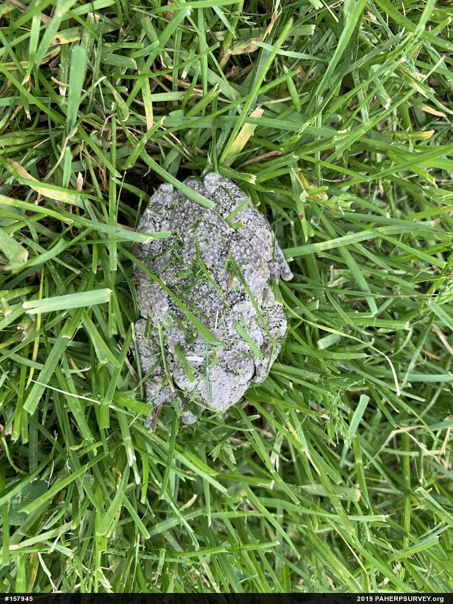 Unknown Gray Treefrog