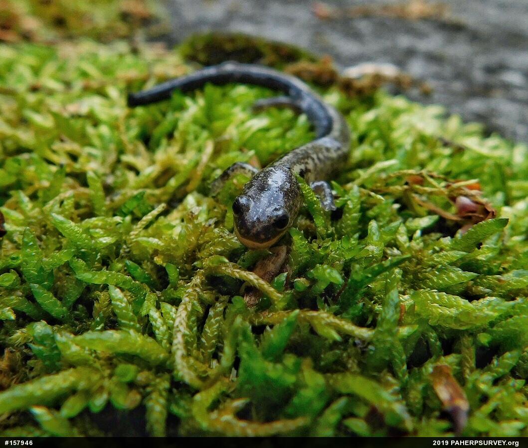 Eastern Red-backed  Salamander