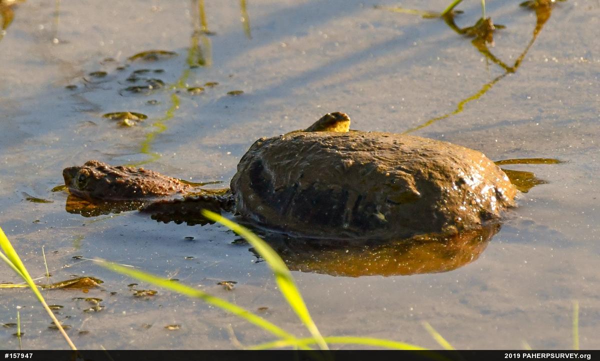 Snapping Turtle