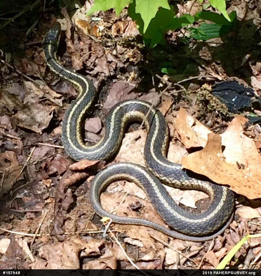 Eastern Gartersnake