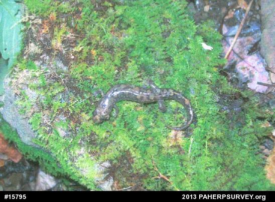 Seal Salamander