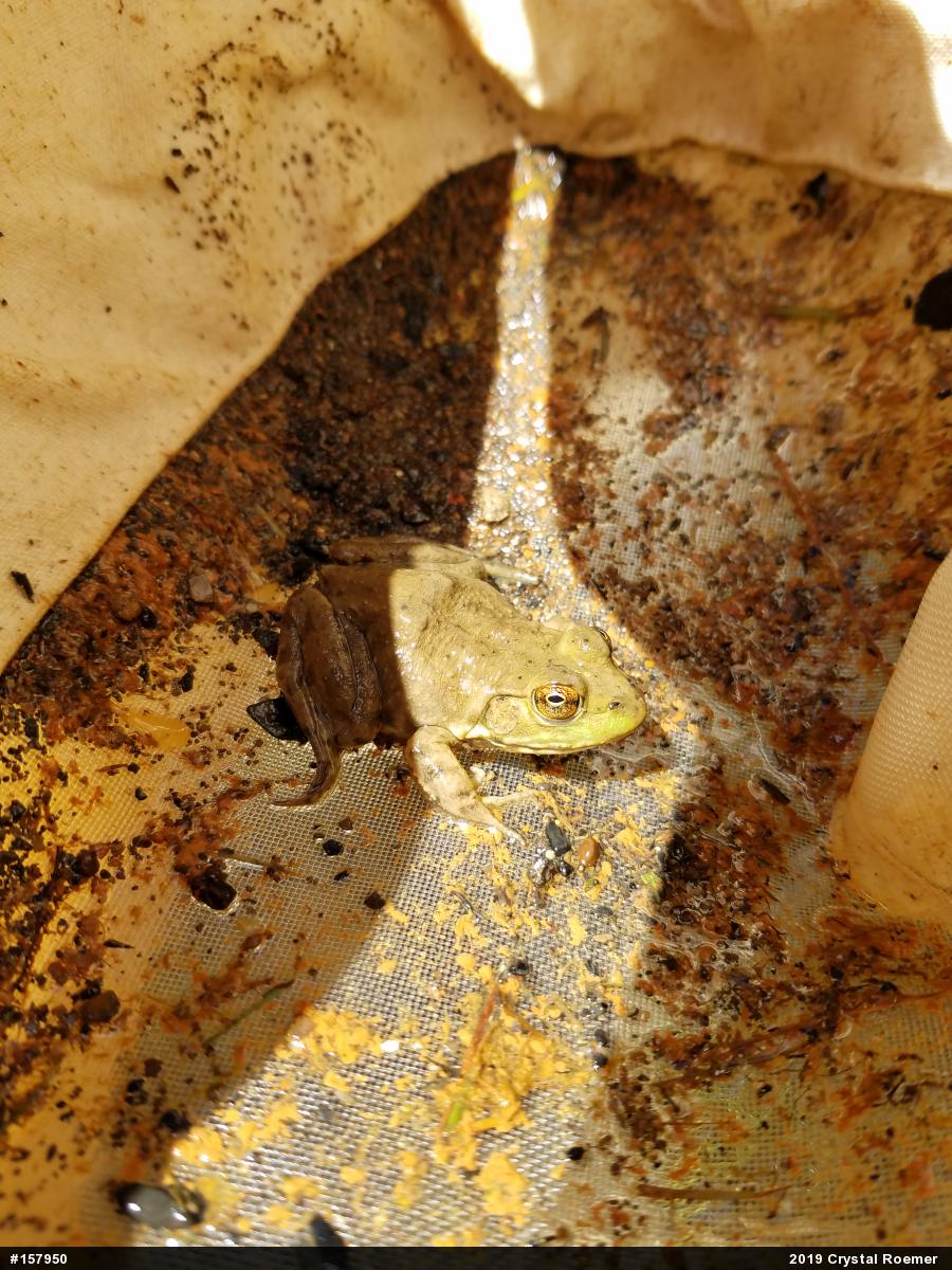 American Bullfrog
