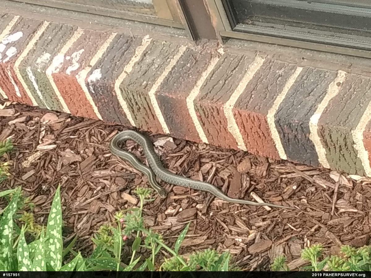 Eastern Gartersnake