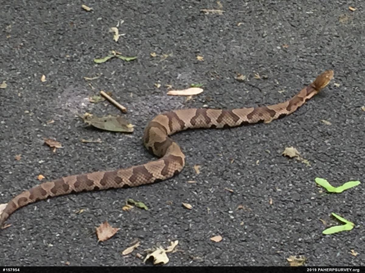Northern Copperhead