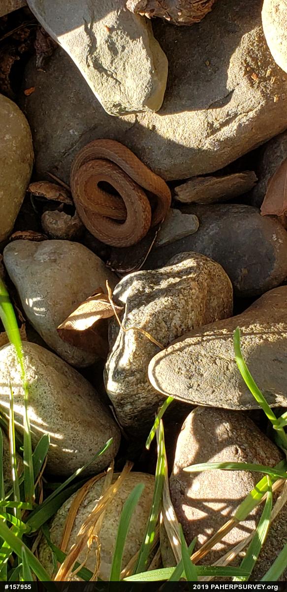 Dekay's Brownsnake