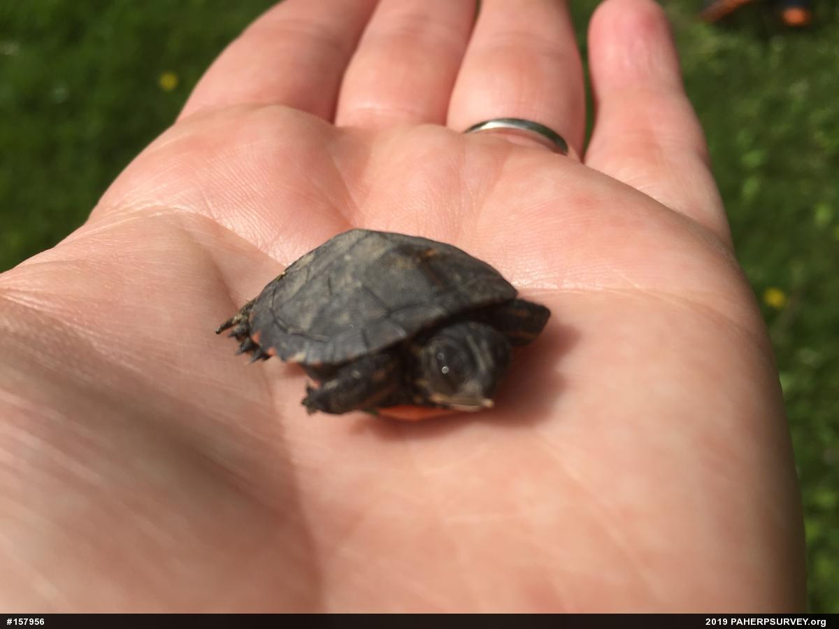 Painted Turtle