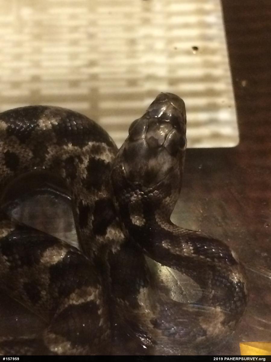 Eastern Ratsnake