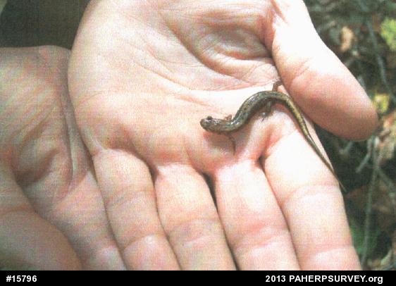 Allegheny Mountain Dusky Salamander